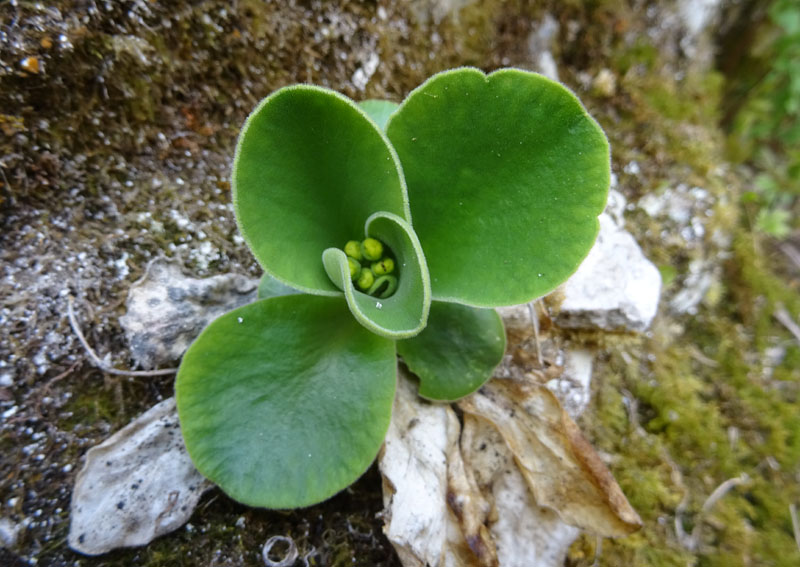 Primula auricula - Primulaceae